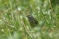 Citroenkanarie (3)